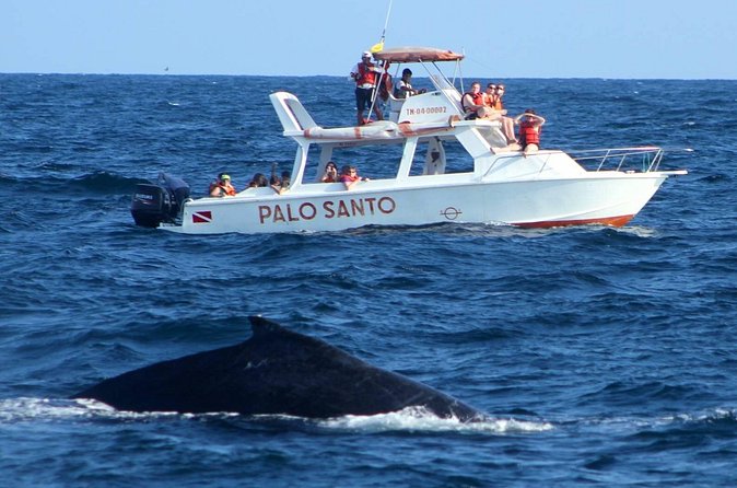 Full-Day Whale Watching Tour in Samana Bay from Cabeza de Toro - Group Size, Timing, and Why It Matters