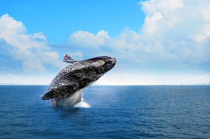 Full-Day Whale Watching Tour in Samana Bay from Cabeza de Toro - Who Should Book This Tour (and Who Might Prefer Another Day)