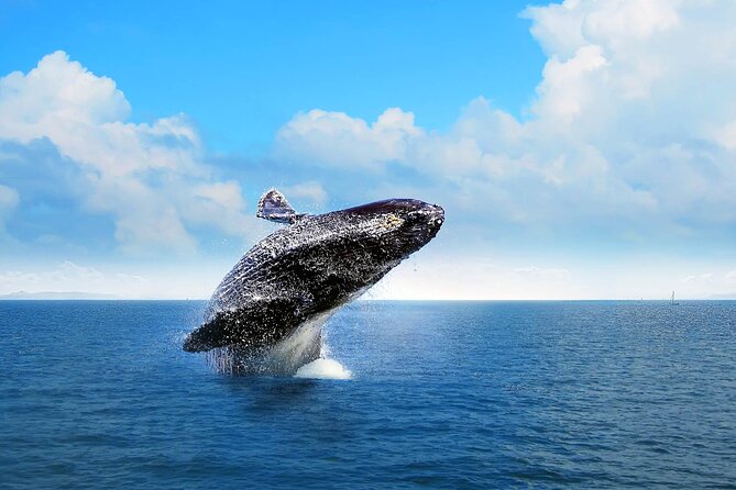 Full-day Whale watching Tour in Samana Bay from Punta Cana - Key highlights before you go