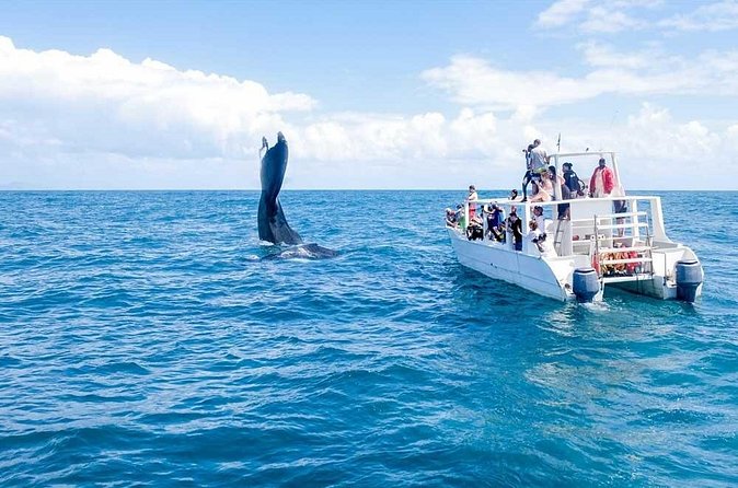 Full-day Whale watching Tour in Samana Bay from Punta Cana - Cayo Levantado: the quick beach break that balances the wildlife