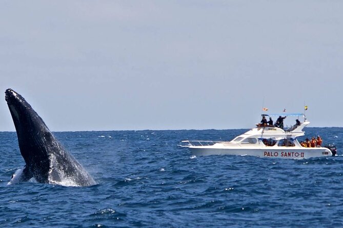 Full-day Whale watching Tour in Samana Bay from Punta Cana - Safari to El Salto del Limón: ranch lunch, panoramic views, and stairs