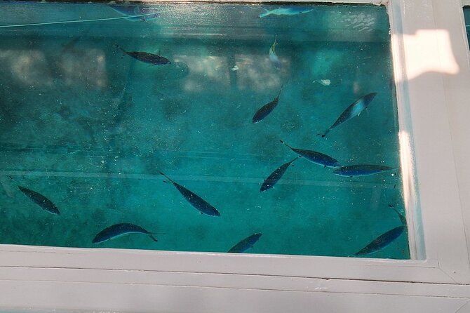 Glass-bottom boat tour to Punta Cana - Snorkeling Equipment Included, Plus a Guide to Keep It Smooth