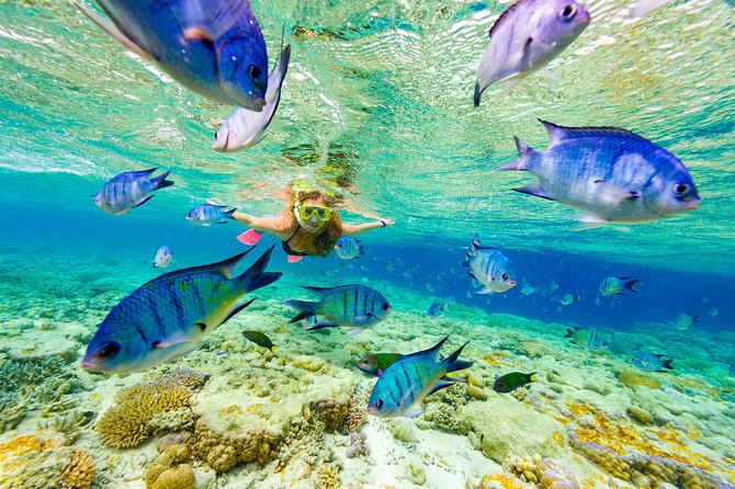 Great Snorkeling Cruise with Sharks & Stingray Encounter and Natural Pool - Bavaro Beach welcome: shaded seats and a guide who keeps you moving