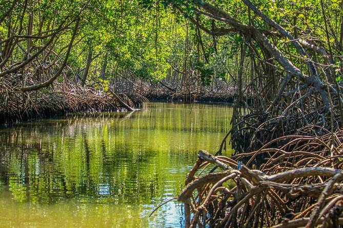 Haitises National Park with Paraiso Caño Hondo & Montaña Redonda - Why Los Haitises Feels Different From Typical Excursions