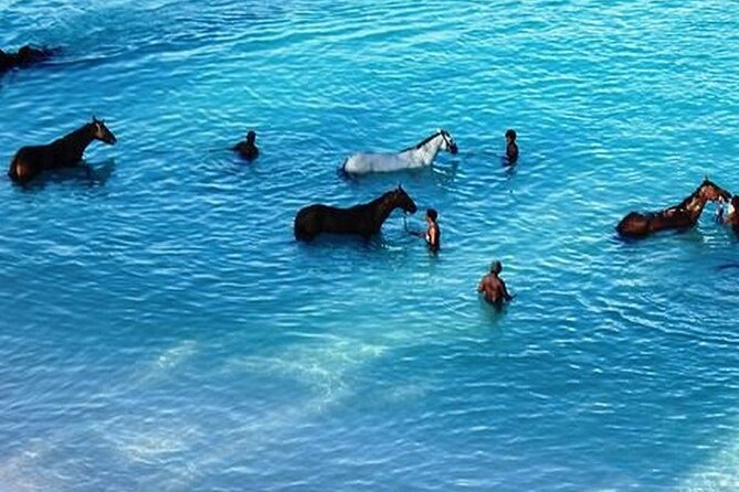 Half-Day Beach Horse Back Riding in Puerto Plata - The possible sea swim with your horse, and when it does not happen