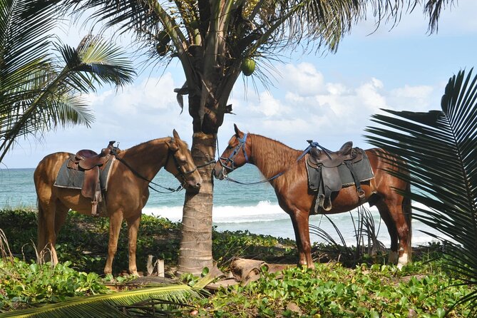 Half Day Buggies and Horseback Experience in Punta Cana - The cave visit: blue-water vibes and a short nature pause