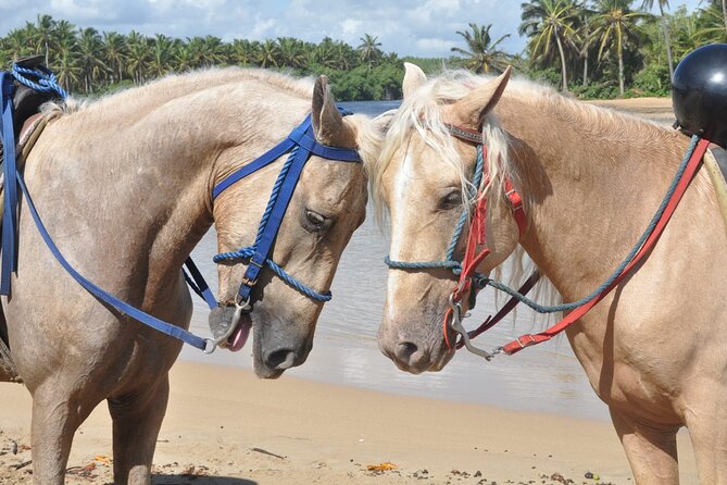 Half Day Buggies and Horseback Experience in Punta Cana - Pickup, transport, and the group day realities