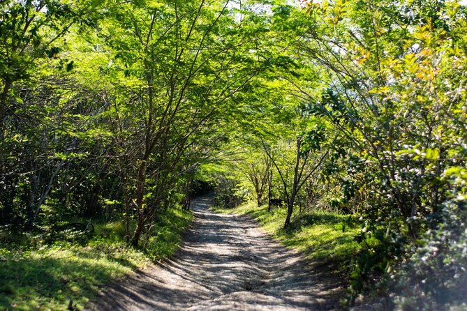 Half-Day Buggy Guided Adventure for Amber Cove and Taino Bay - How Pickup From Amber Cove and Taino Bay Actually Plays Out