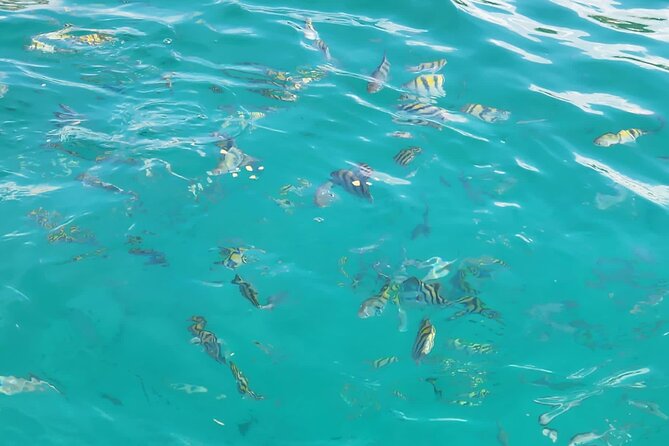 Half-day Private Catamaran Trip with Snorkeling - Drinks, snacks, and the real value of the onboard “open bar”