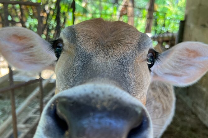 Half Day Safari and ATV or horses from Punta Cana - Playa Limon: time on a long Caribbean-style virgin beach
