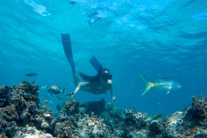 Happy Hour Sailing Cruise from Punta Cana - Marinarium animals, welcome drink, then your boarding passes