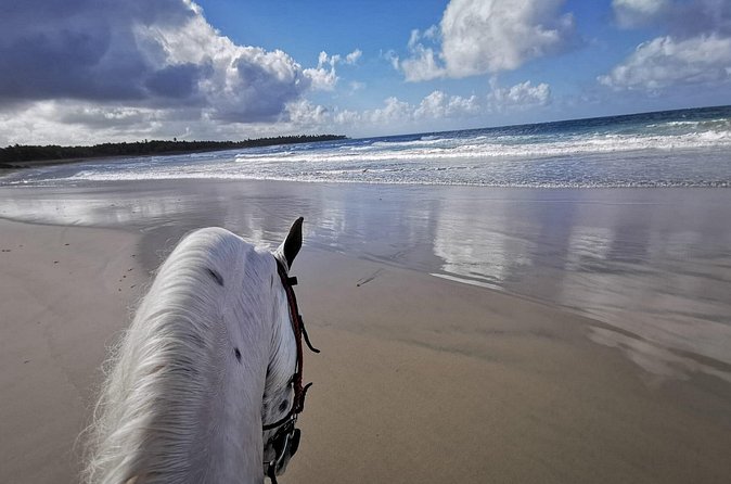 Horse Riding Experience through El Limon Beach - Safety Gear and Horse Handling: What You’re Really Getting