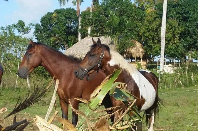 Horseback Riding with Pickup from Punta Cana - Photo ops that actually match the experience