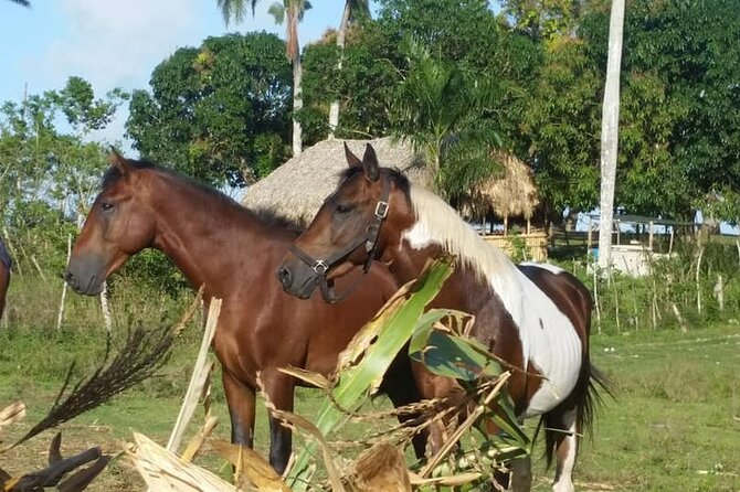 Horseback Riding with Pickup from Punta Cana - Local food and animal time: why this matters beyond the ride