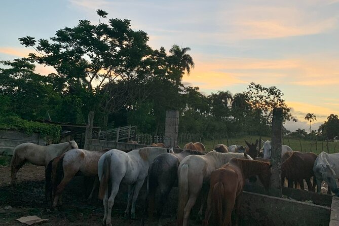 Horseback Riding with Pickup from Punta Cana - The ranch introduction and the ride: countryside views with an optional twist