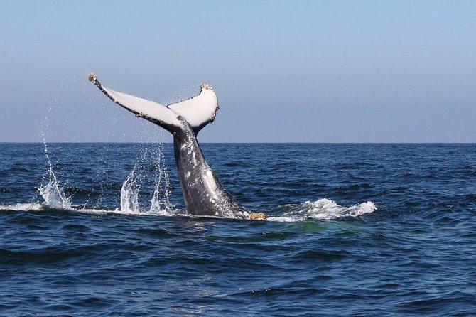 Humpback whales Watching + Samana Eco-Tour - Punta Cana to Samana Bay: the long day reality