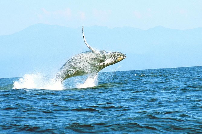 Humpback whales Watching + Samana Eco-Tour - Cayo Levantado and the Bacardi Island lunch stop