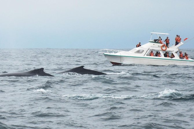 Humpback whales Watching + Samana Eco-Tour - Price and logistics: is $165 worth the time?