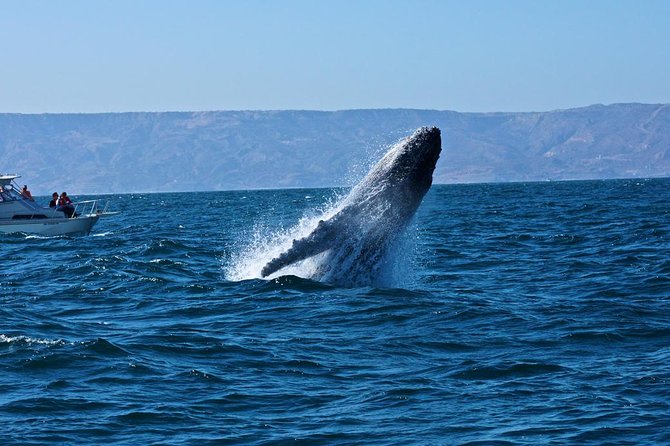 Humpback whales Watching + Samana Eco-Tour - Whale watching from the catamaran near Playa Las Ballenas