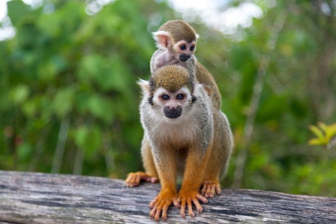 Jungle Buggies and Monkeyland from Punta Cana - Lunch in Dominican style: what you get and how to plan around it