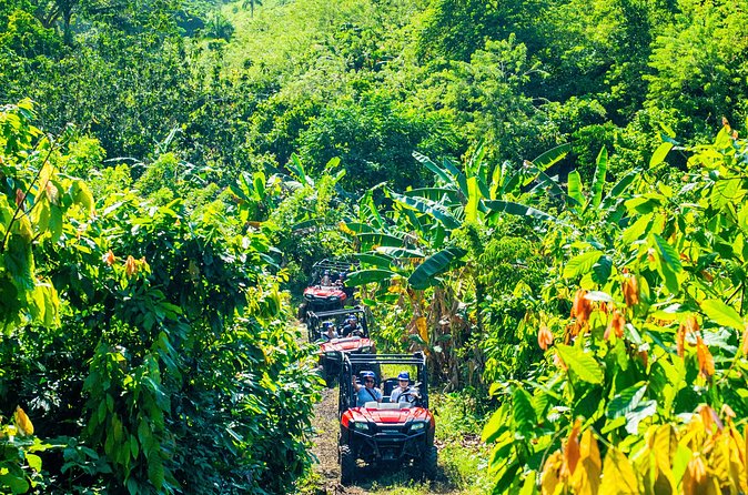 Jungle Buggies + Ziplines Adventures - Coconut oil, coffee, and Dominican tastings that make the day feel local