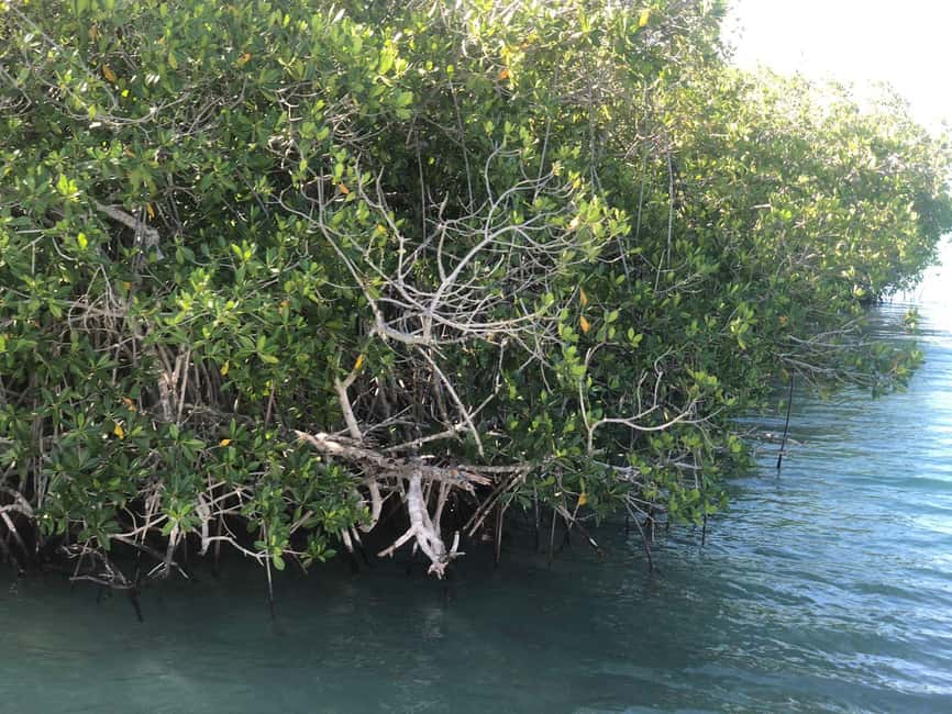 La Romana: Saona Island for Norwegian Sky Cruise Passengers - Price and value: $128 plus the cruise port cash add-on