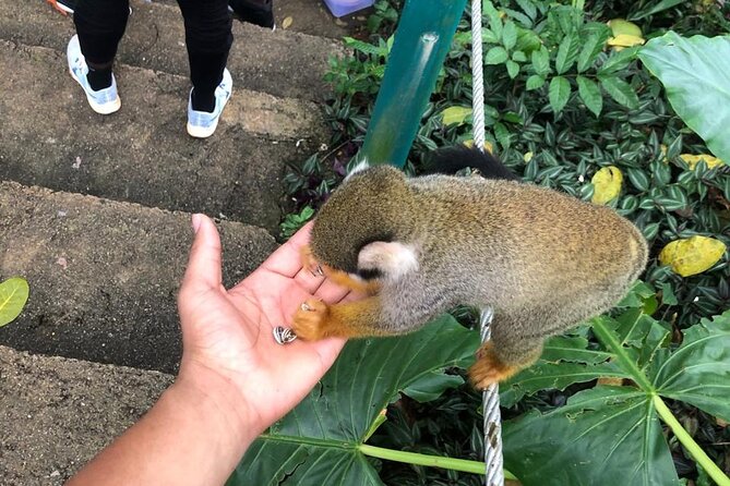 land of monkeys and silver port city tour - Mercado Municipal de Puerto Plata: fresh produce and natural juice