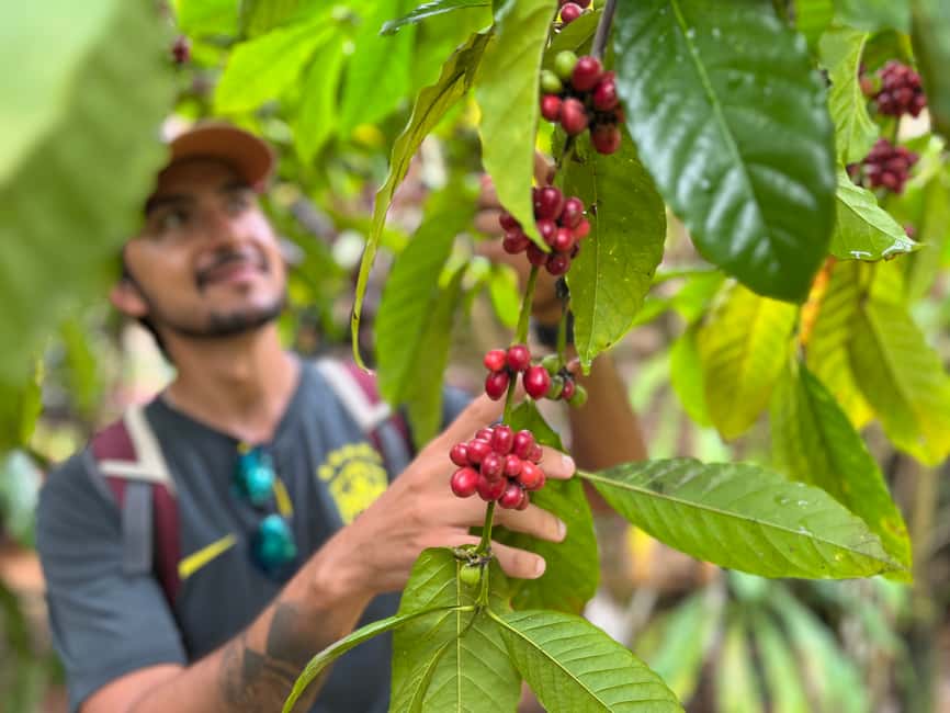 Las Terrenas: Private Coffee Trail ATV Tour in Samana - Key things I’d bet on before you book