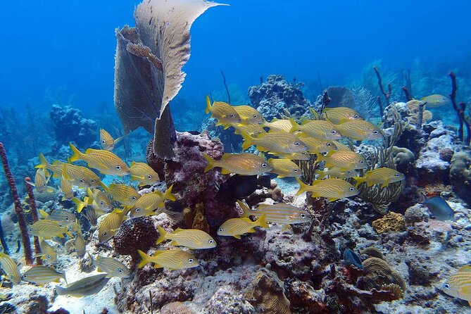 Learn to Scuba Dive in Punta Cana - A Beginner-Friendly Reef Swim Lesson in Punta Cana