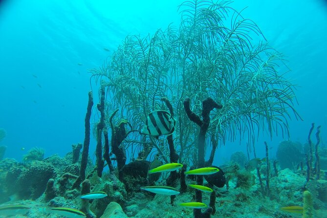 Learn to Scuba Dive in Punta Cana - Moving Into Deeper Water for Reef Time
