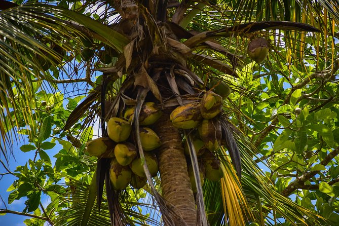 Let's do hiking in Punta Cana - Stop for Photos, Fruit, and Drinks: How You Keep Energy Up