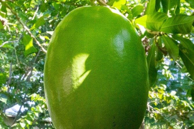 Local Excursion || Jungle Safari Excursion - Medicinal plant explanations, then supermarkets time