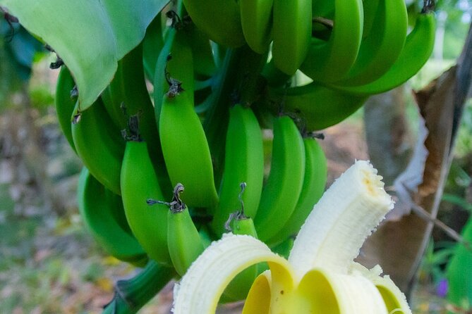 Local Excursion || Jungle Safari Excursion - Pickup in Sosua or Cabarete, and how to plan your afternoon