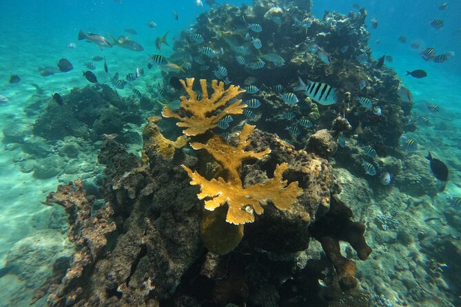 Local Excursion | Paradise Island Punto Rucia & snorkeling - Snorkeling time that’s about reefs, not just fish sightings