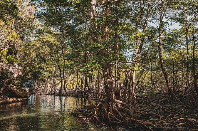 Los Haitises National Park Tour from Las Terrenas or Samana (Half Day Trip) - Price and value: what $102.57 covers, and what to budget for