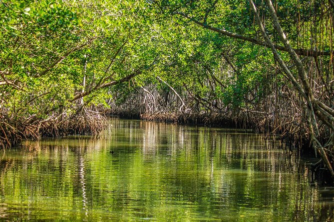 Los Haitises National Park Tour from Las Terrenas or Samana (Half Day Trip) - Inside the park: mangroves, islands, fishing communities, and bird life