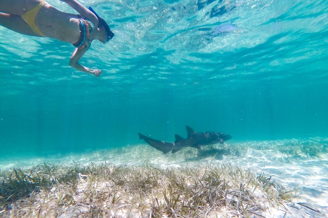 Marinarium Snorkeling Cruise from Punta Cana - Key points to know before you go