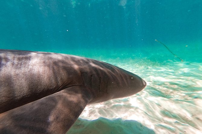 Marinarium Snorkeling Cruise from Punta Cana - Snorkeling here is the main goal, but the coaching varies