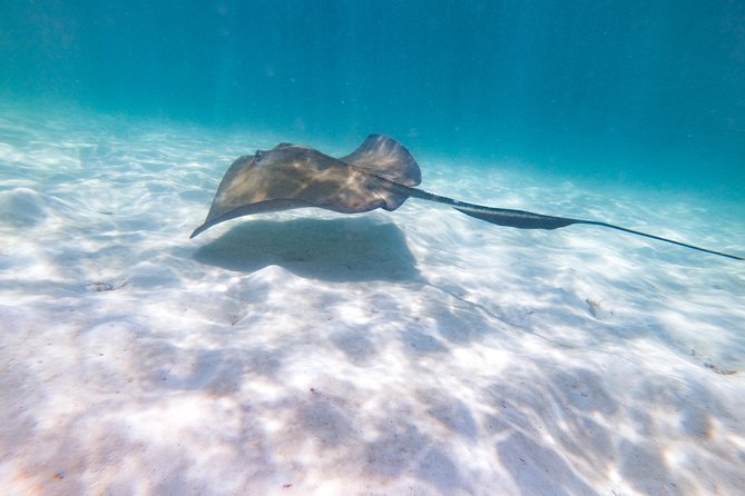 Marinarium Snorkeling Cruise from Punta Cana - On-board snacks, open bar, and what comfort really means