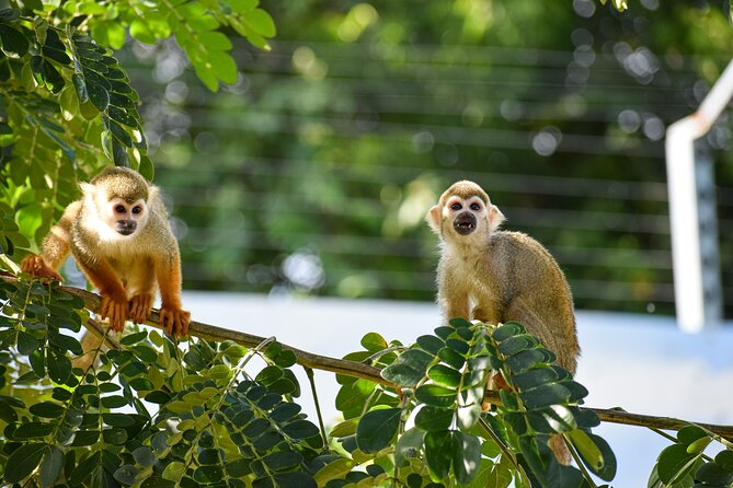 Monkey Encounter and Zip Line Tour from Amber Cove and Taino Bay - Key highlights you should care about
