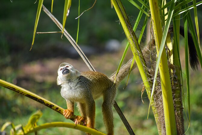 Monkey Encounter and Zip Line Tour from Amber Cove and Taino Bay - Getting from Amber Cove or Taino Bay to Puerto Plata countryside