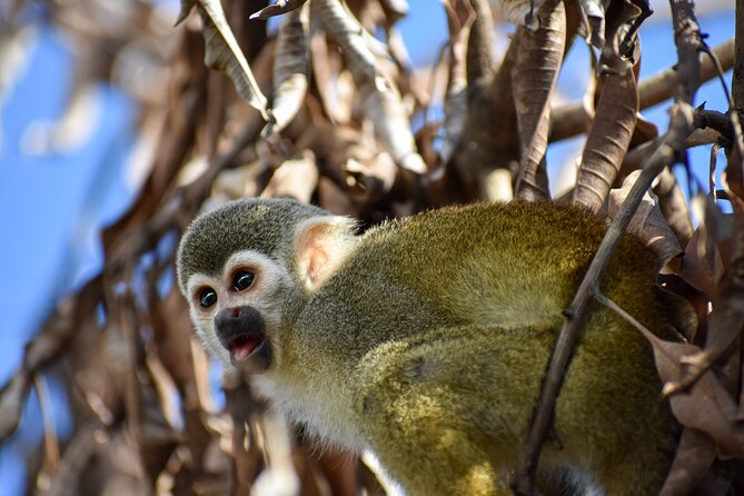 Monkey Encounter and Zip Line Tour from Amber Cove and Taino Bay - The 8 ACCT-certified zip lines: views, safety gear, and how it feels