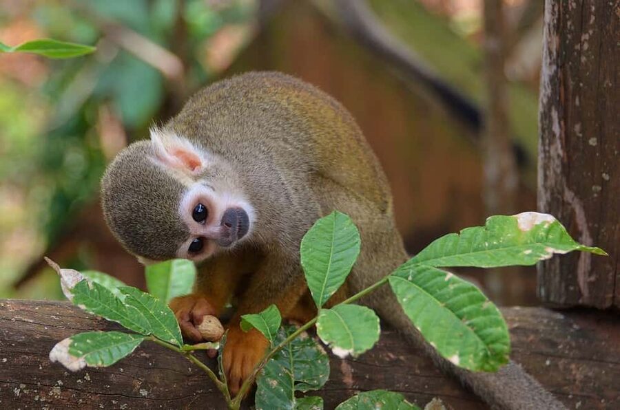 Monkey Encounter + ATV Riding Adventure – Puerto Plata - Monkeyland Squirrel Monkey Encounter: Up Close and Personal