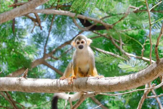 Monkey House VIP Experience with 4 species of monkeys, Punta Cana - Price and value check, why $76 can feel like a bargain or a sting