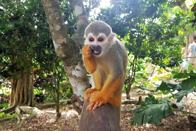 Monkeyland and Plantation Safari from La Romana - My practical packing and mindset checklist