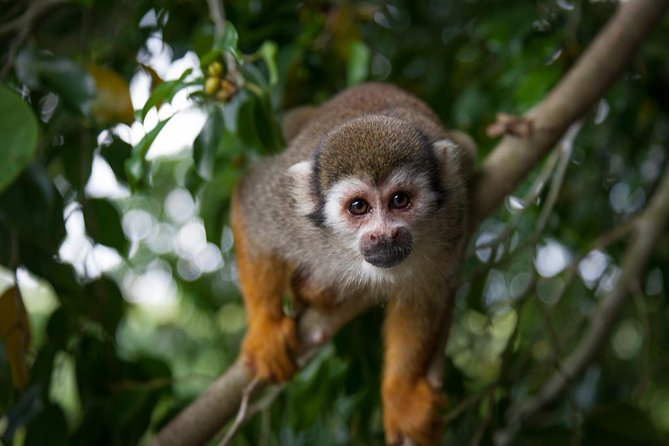 Monkeyland and Zipline Adventure from Puerto Plata - Monkeyland in Monkey Jungle: Fruit Baskets and Squirrel Monkey Chaos
