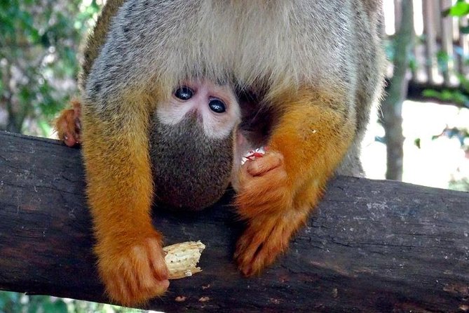 Monkeyland and Zipline Adventure from Puerto Plata - The Story Behind the Place: Guides, Coffee, and Local Connections
