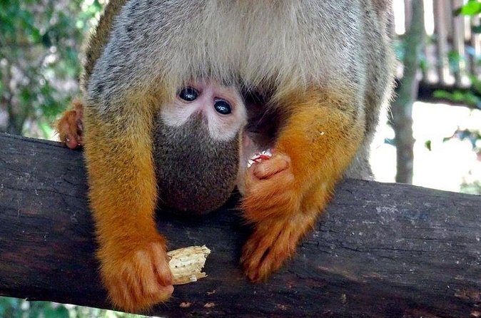 Monkeyland and Zipline Adventure from Puerto Plata - Packing Like a Pro: What to Wear for Zip Lines and Jungle Time
