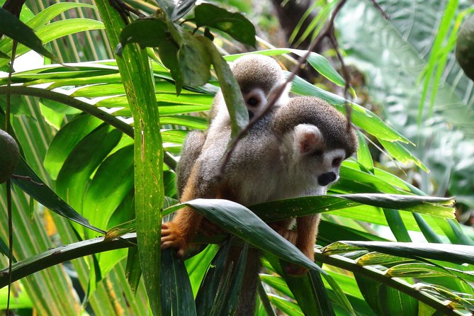 Monkeyland and Zipline Adventure from Puerto Plata - Who Should Book This, and Who Might Want a Different Activity