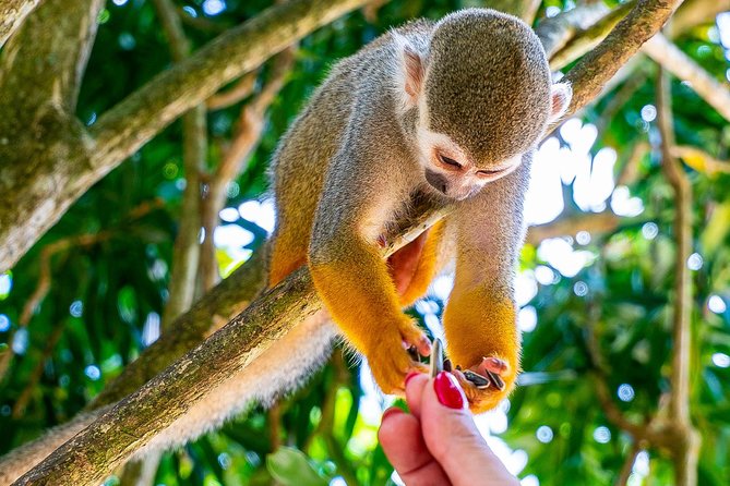 Monkeyland & Plantation Safari Full Day from Juan Dolio - Pickup, timing, and the reality of a 7-hour schedule
